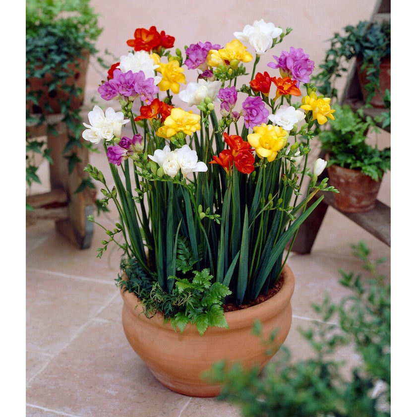 Freesia-Double Mixed 15-pakning